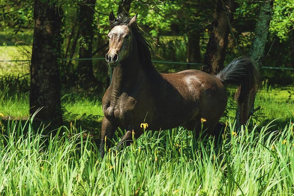 Le Ranch Amadeus Saint-Paul-en-Born Exterior foto