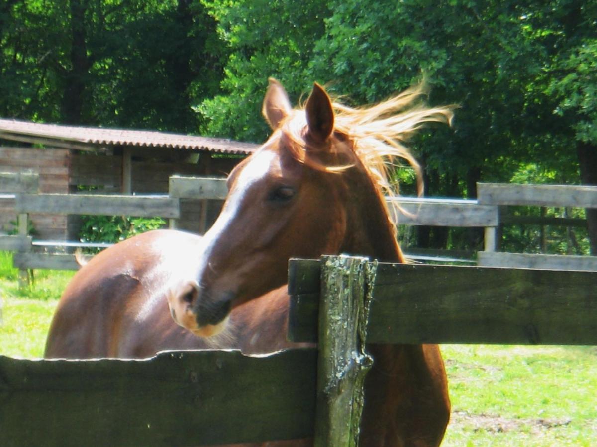 Le Ranch Amadeus Saint-Paul-en-Born Exterior foto