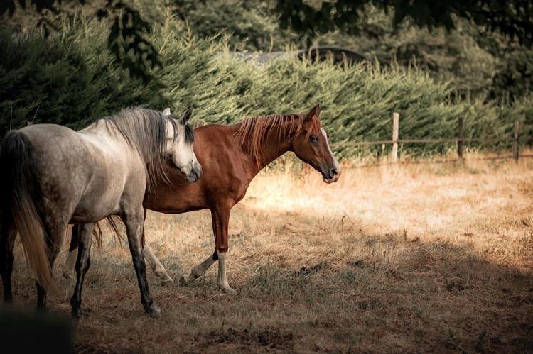 Le Ranch Amadeus Saint-Paul-en-Born Exterior foto